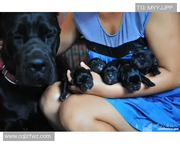 汪星人足球明星的精彩瞬间与背后的感人故事