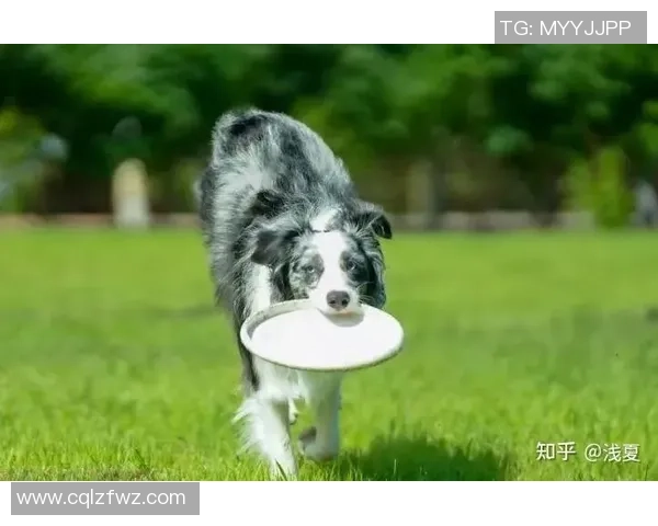 飞盘新手攻略：个人能力入门指南